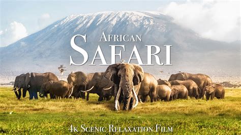 tube safaris|African Safari 4K .